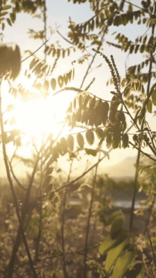Gif 2